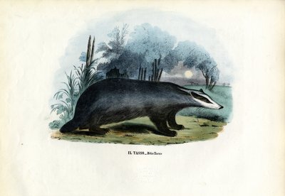 European Badger, 1863-79 by Raimundo Petraroja